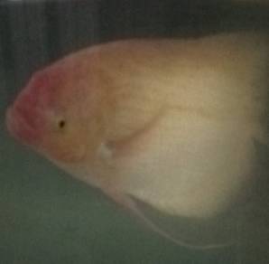 Ikan sepat jawa
