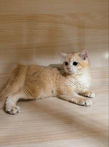 British Shorthair Golden NY12 BSH Golden Shaded