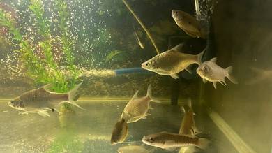 Ikan Lampam Jawa Sihat (4-5inchi)