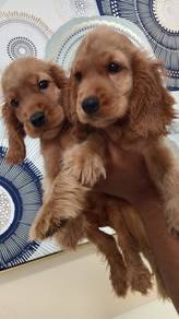 cocker spaniel 