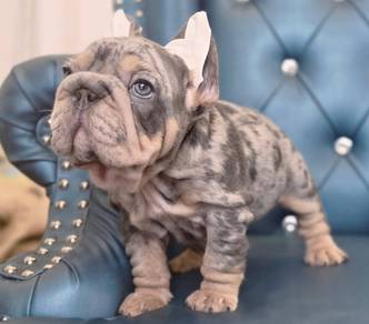 FRENCH BULLDOG PUPPIES FP210🌻 Cute & Big Rope