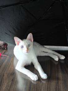 Free adoption white kitten 5 months old