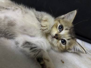 Kucing Manja
