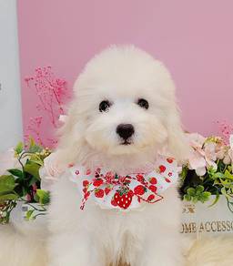 Maltese