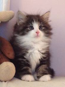 Persian Mix Mainecoon Kitten