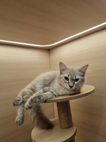 Persian kitten for sale 