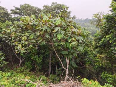 Agricultural Land in Rembau, NSN