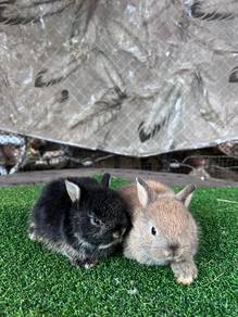 Arnab Rabbit Netherland Dwarf