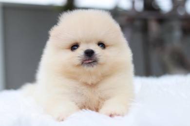 Pomeranian