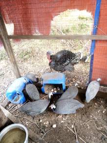 ayam mutiara