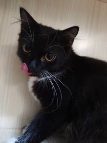 Tuxedo Long hair