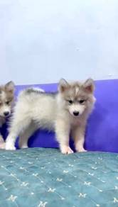 Wooly husky big bone