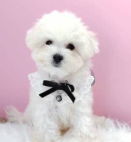 Bichon