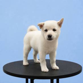 Shiba Inu White