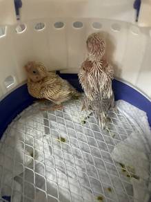 Burung Budgie Jinak