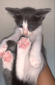 kitty