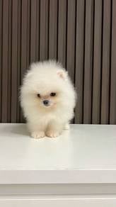 Curious pomeranian small fluffy puppy Baby Dog