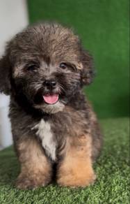 Shipoo puppy