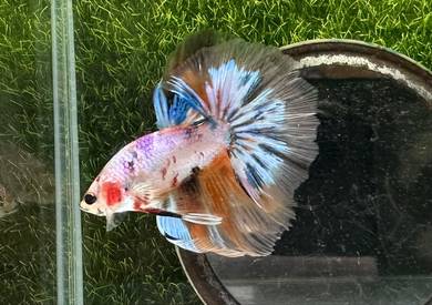 Thailand imported long fins betta fishes