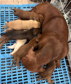 Miniature Dachshund