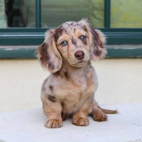 q8811 MKA Mini Dacshund long haired blue eyes pup