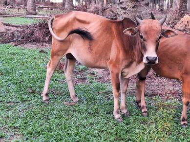 Lembu cukup umur