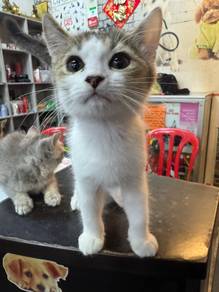 nonstandard munchkin kitten