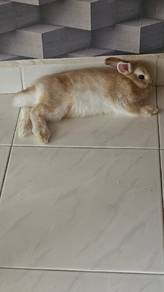 Rabbits for sale