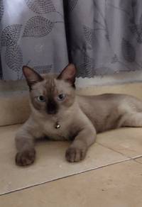 Baka Siam Male seal point