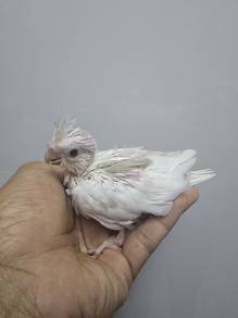 cockatail anak suap