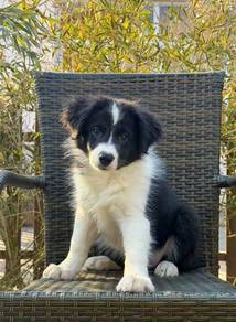 Black White BorderCollie with Purebreed