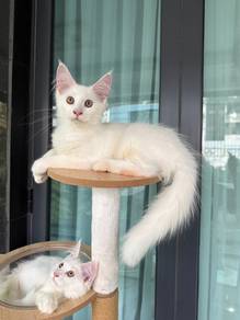 Mainecoon Kitten Purebred