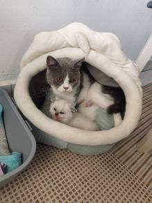 Kucing BSH utk dijual