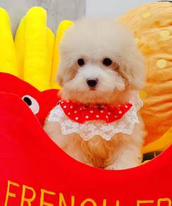 Maltipoo