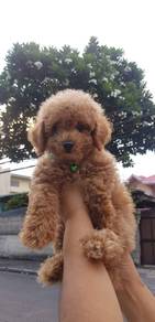 cavapoo 2