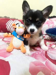 Black & White Corgi Has Arrived in Kuching!
