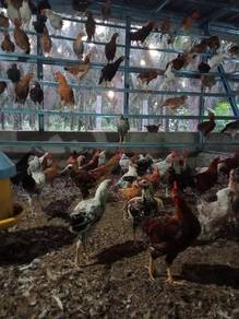 ayam kg asli