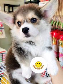 GOPP-2004 Welsh Corgi sweetheart puppy dogs