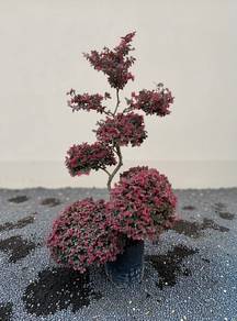 Bonsai