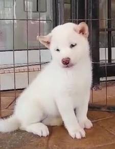 Shiba inu full cream mka certificate