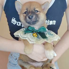 Shiba