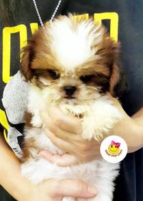 SS1001 Shih Tzu brown white haired puppies