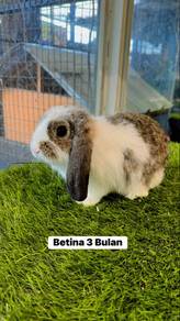 HL Rabbit Pure Breed