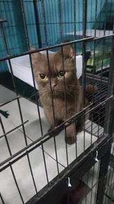 bsh cinnamon