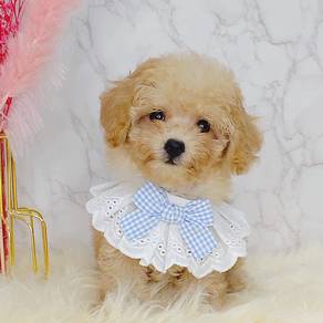 Poodle