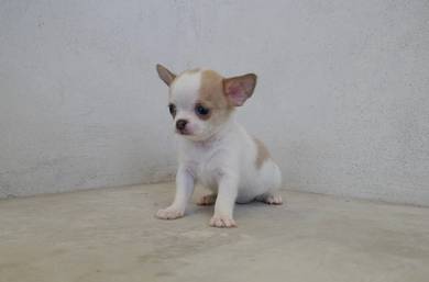 apple head Chihuahua b