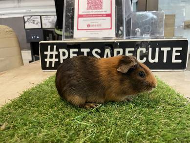 Guinea Pig / Tikus Belanda