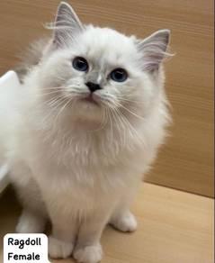 Ragdoll Cat for sale