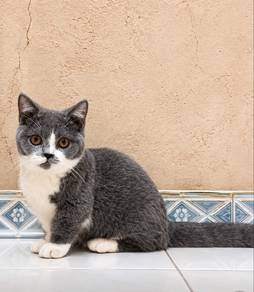 Supershort Munchkin