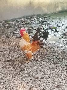 ayam serama 
